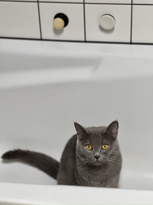 Feste Shampoo Bars hängen an einer Magnethalterung an der Fliesenwand – sauber, trocken und griffbereit aufbewahrt, ohne im Wasser zu liegen.